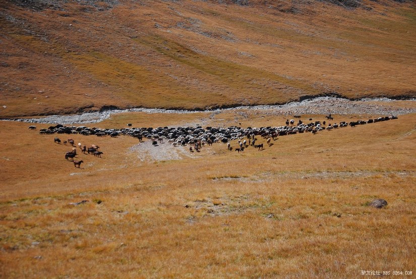 狼c调简谱教唱,狼c