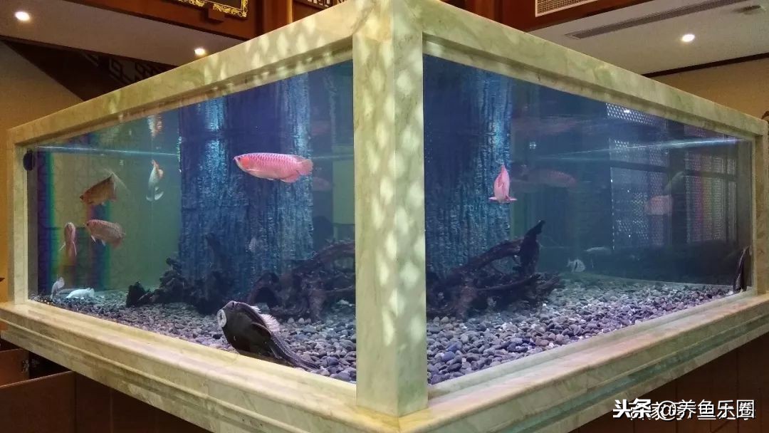 这位土豪家的渔场,光滤材就花了500多万,你确定不要见识一下?