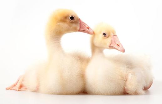 小鹅要养多久才能避免感染鹅瘟,春季养鹅常见鹅病的防控方法