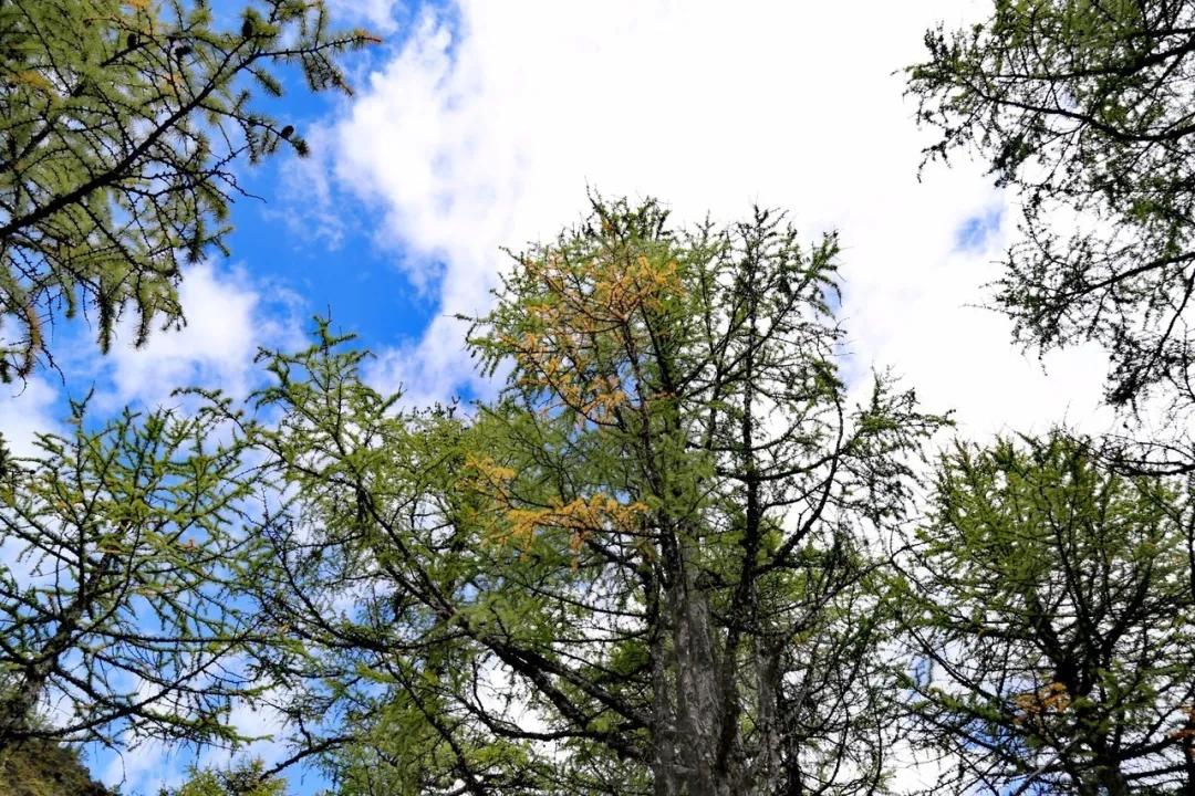 去稻城亚丁要经过哪些地方,去稻城亚丁旅游必备什么条件呢