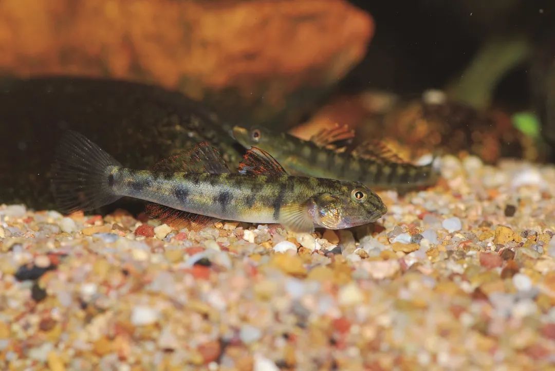 盘点那些大到离谱的淡水鱼,各种淡水鱼你认识吗