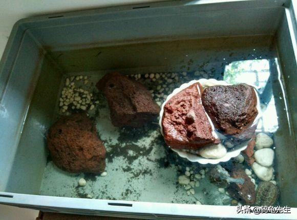 北方家里有暖气怎么让乌龟冬眠,北方冬天室内有暖气怎么养龟