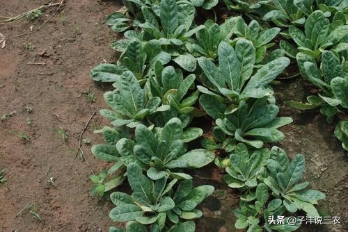 野生地黄跟种植地黄药效差别多大,地黄种植的功效