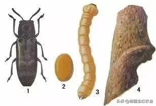 柑橘种植技术及病虫防治,种柑主要病虫害