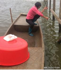 中草药制剂HCV弧菌病能防治、修复肝胰腺，广东省农业力推技术