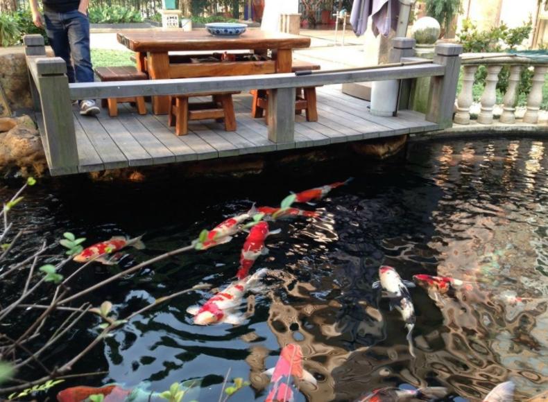 养鱼的技巧庭院小鱼池,庭院鱼池鱼缸组合