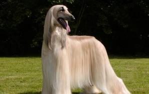 最倔的狗,脾气最暴躁的狗有哪些