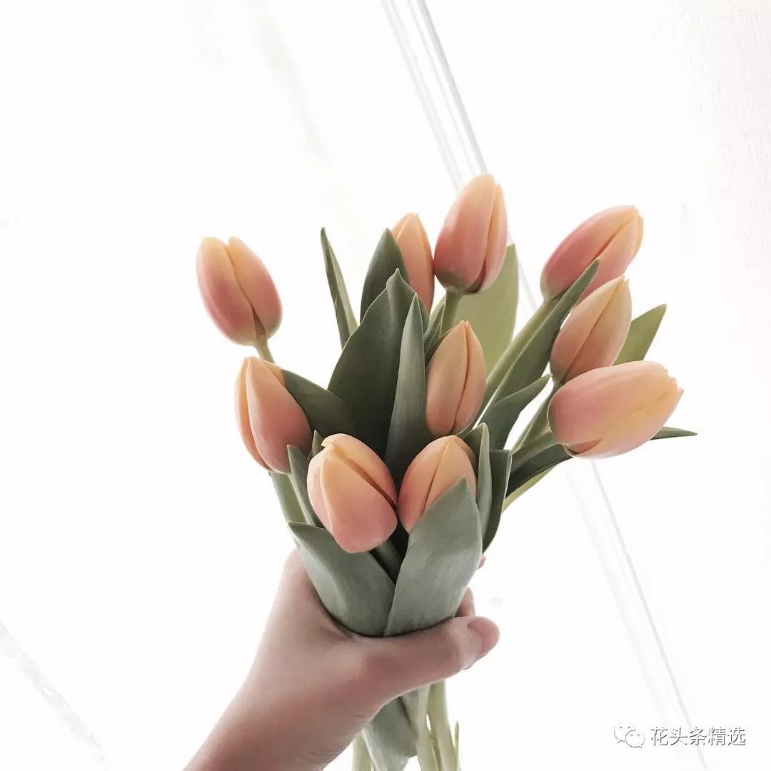 郁金香弯头快速处理,郁金香弯头怎么快速变直