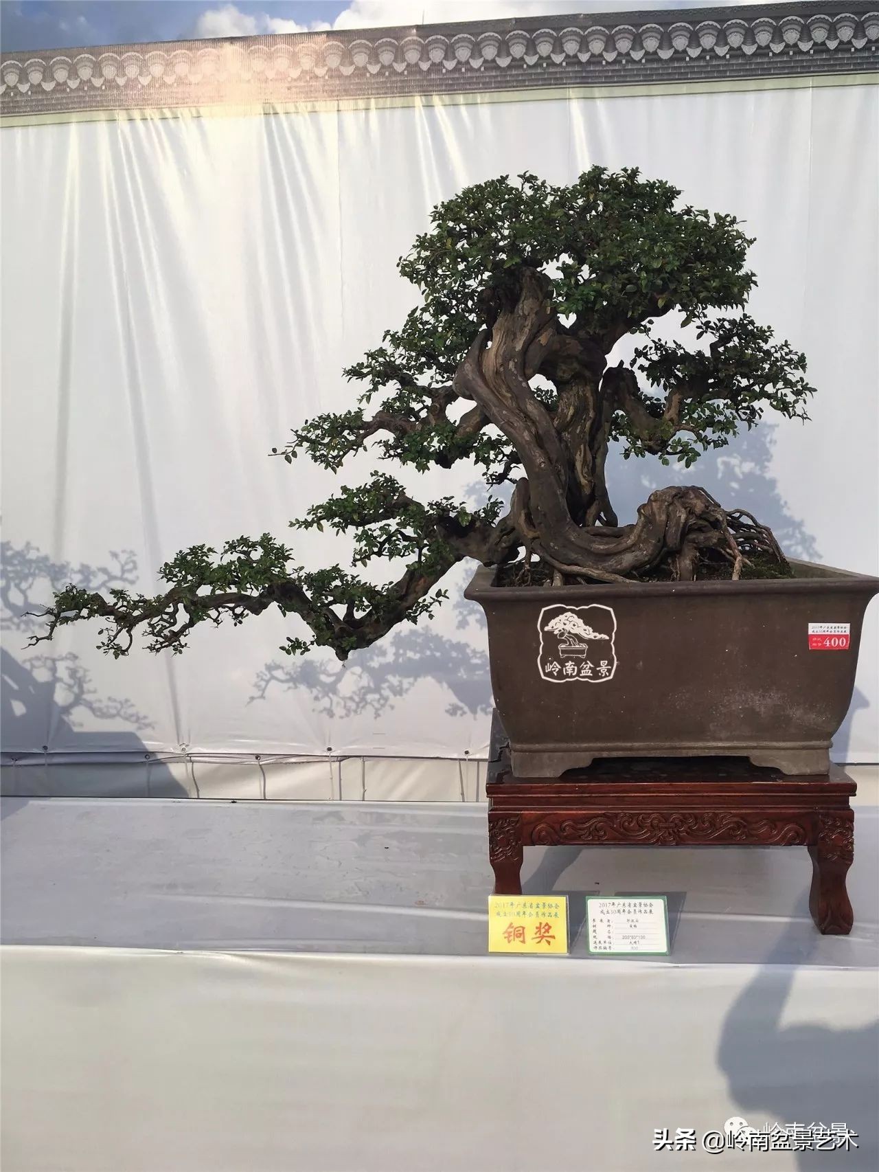 精品雀梅盆景名称,值得收藏的盆景作品欣赏