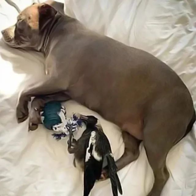 主人救了一只小狗,狗狗怀孕但是它有奶是不是难产