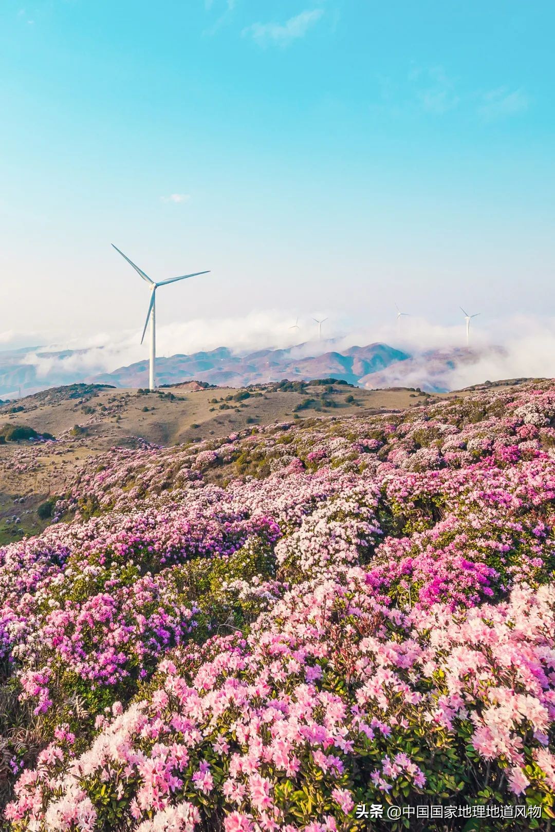 中国凉都的称号是贵州省的哪个市,中国的凉都六盘水