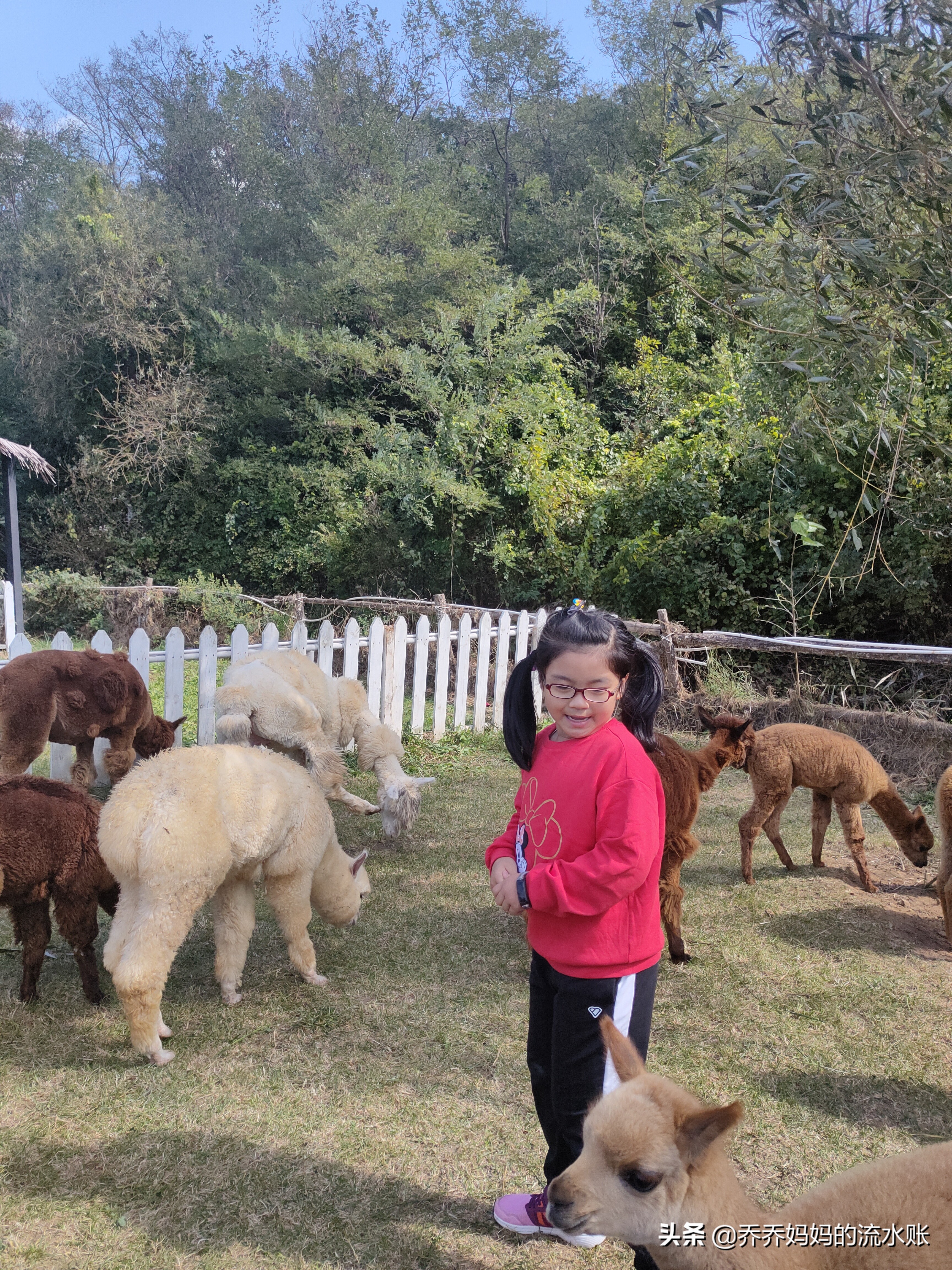 记录生活2020年5月,记录原生态牧场生活