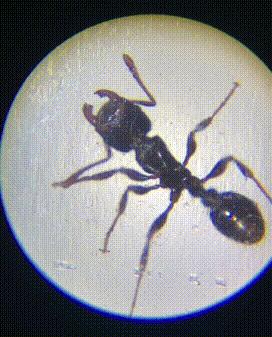 能放大1万亿倍的显微镜,只有一个长筒目镜的显微镜