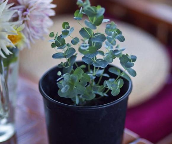 原叶尤加利盆栽怎么养,最适合盆栽的尤加利品种