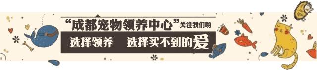 谁说土猫无名猫?快来围观古代猫谱,你家有没有镇宅神兽!