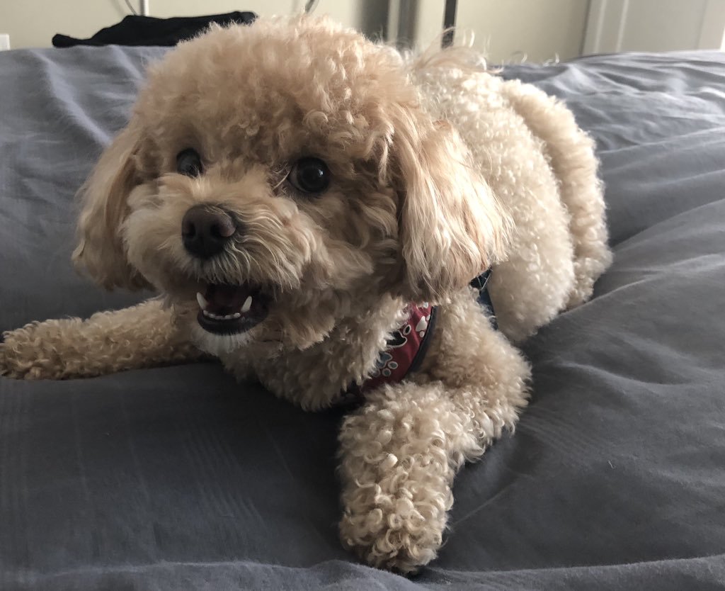 小体飞耳泰迪的缺点,泰迪狗狗的优点和缺点