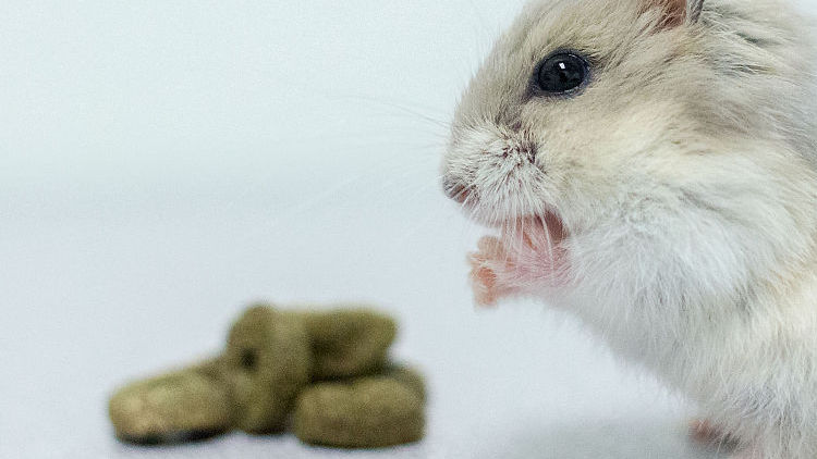 养仓鼠的十大禁忌,养仓鼠的十大禁忌入门必知