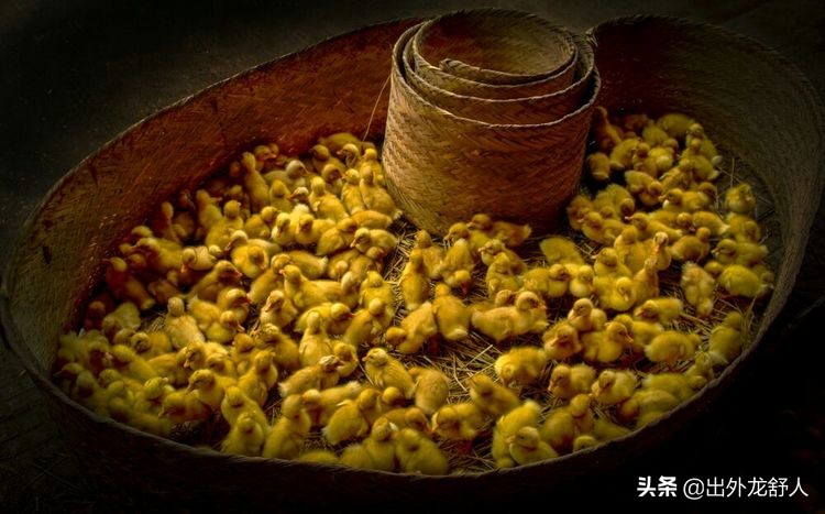 舒城历史记录视频,安徽舒城历史视频