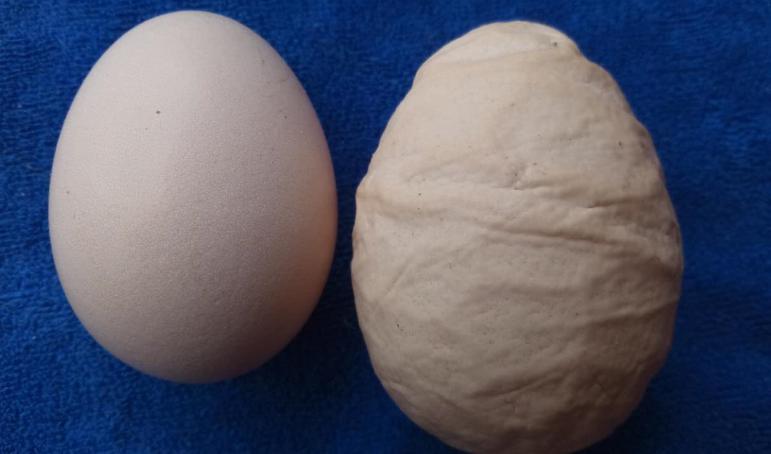 螺纹蛋形成原因,鸭子产蛋有螺纹是什么原因