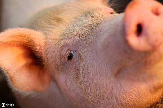 如何留后备母猪,留种母猪饲养方法