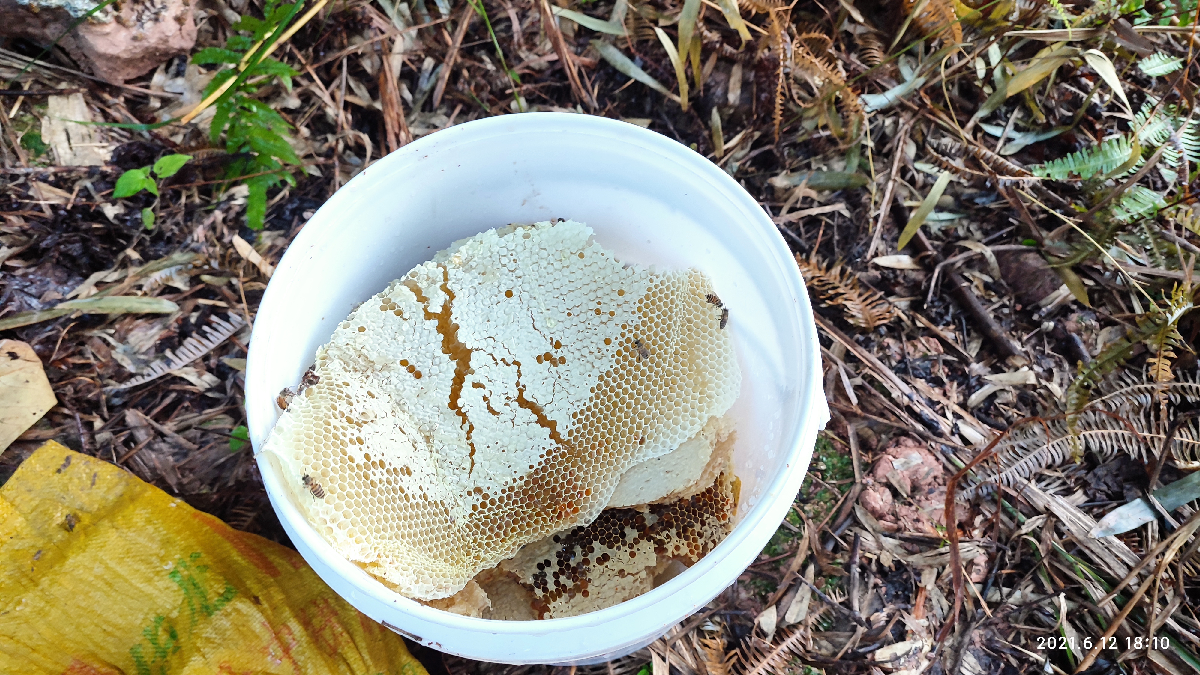 捕捉野外蜜蜂壮大蜂群,野外收捕的蜂群怎么养蜜蜂