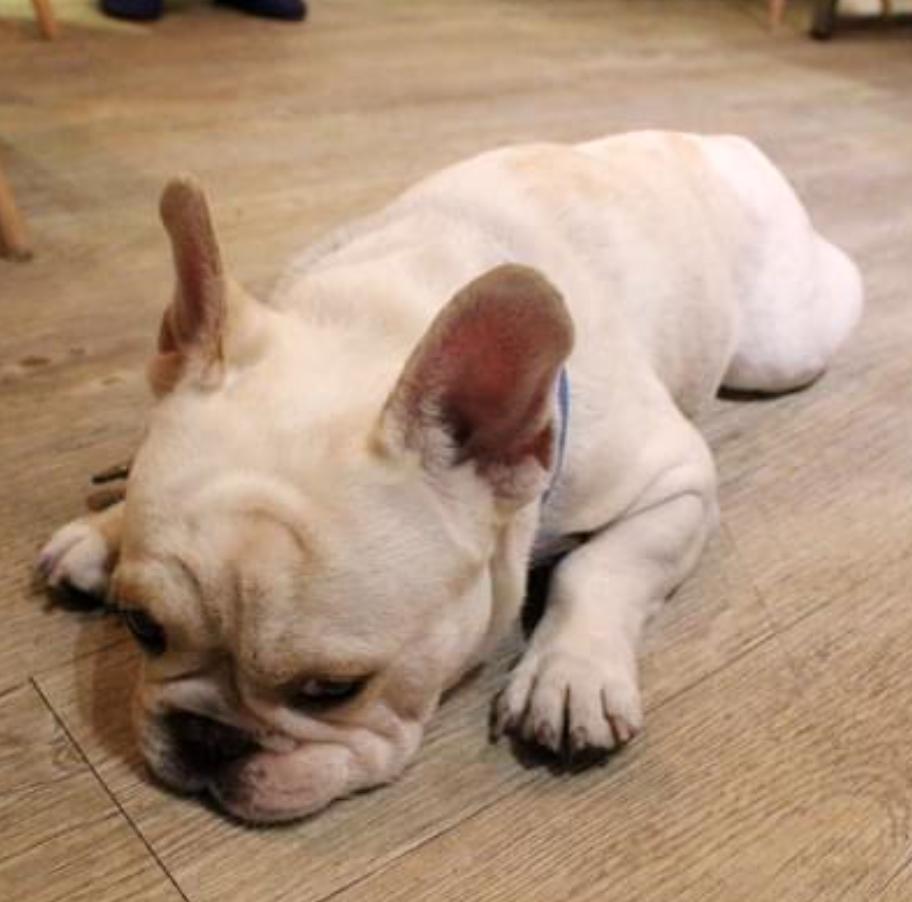 你家法斗是怎么样的,法斗突然撅屁股是怎么回事