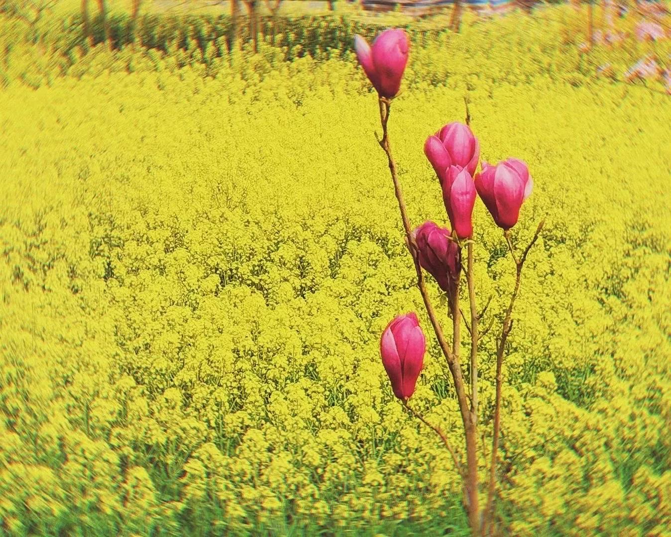 九年级下册历史第三单元知识点,九年级下册语文单元知识人教版