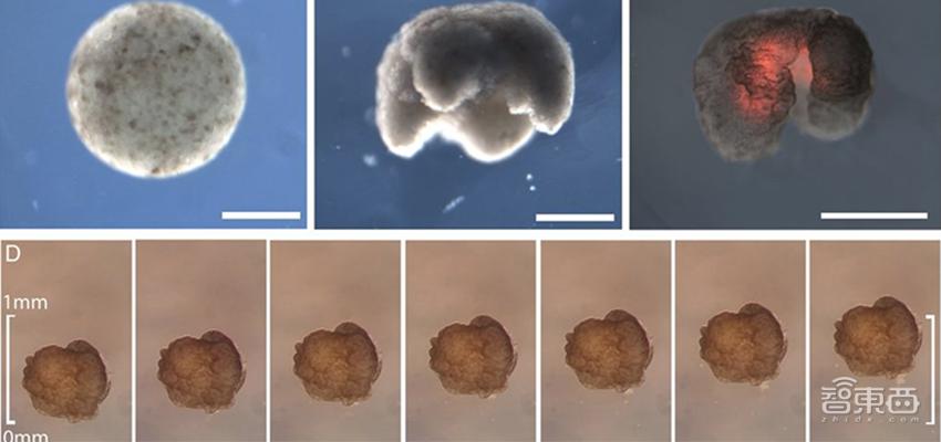 全球首个活体机器人拥有自愈能力,全球首个可繁殖活体机器人问世