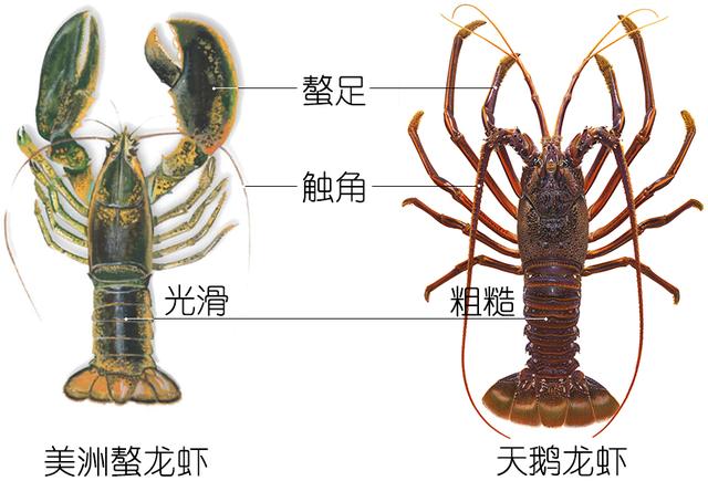 硬壳罗氏虾和软壳罗氏虾的区别,罗氏虾鳌虾甜虾有什么不同