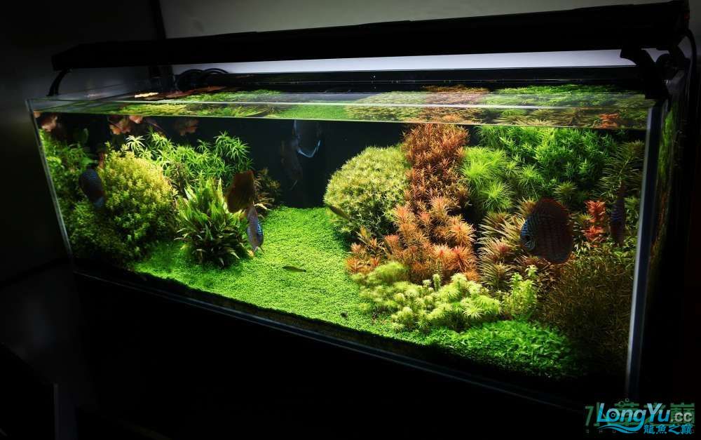 铺底砂养七彩神仙鱼造景,七彩神仙鱼缸造景效果图