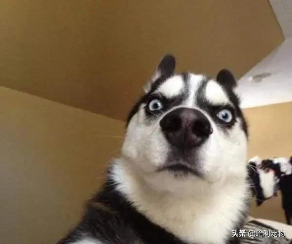 哈士奇粘鼠板搞笑视频,哈士奇被粘鼠板粘住