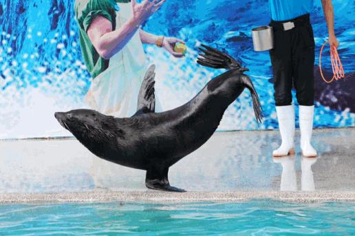 深圳小梅沙海洋世界国庆特惠门票,小梅沙海洋世界3天2夜套票