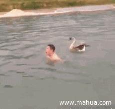 冷知识鹅,冷知识白鹅