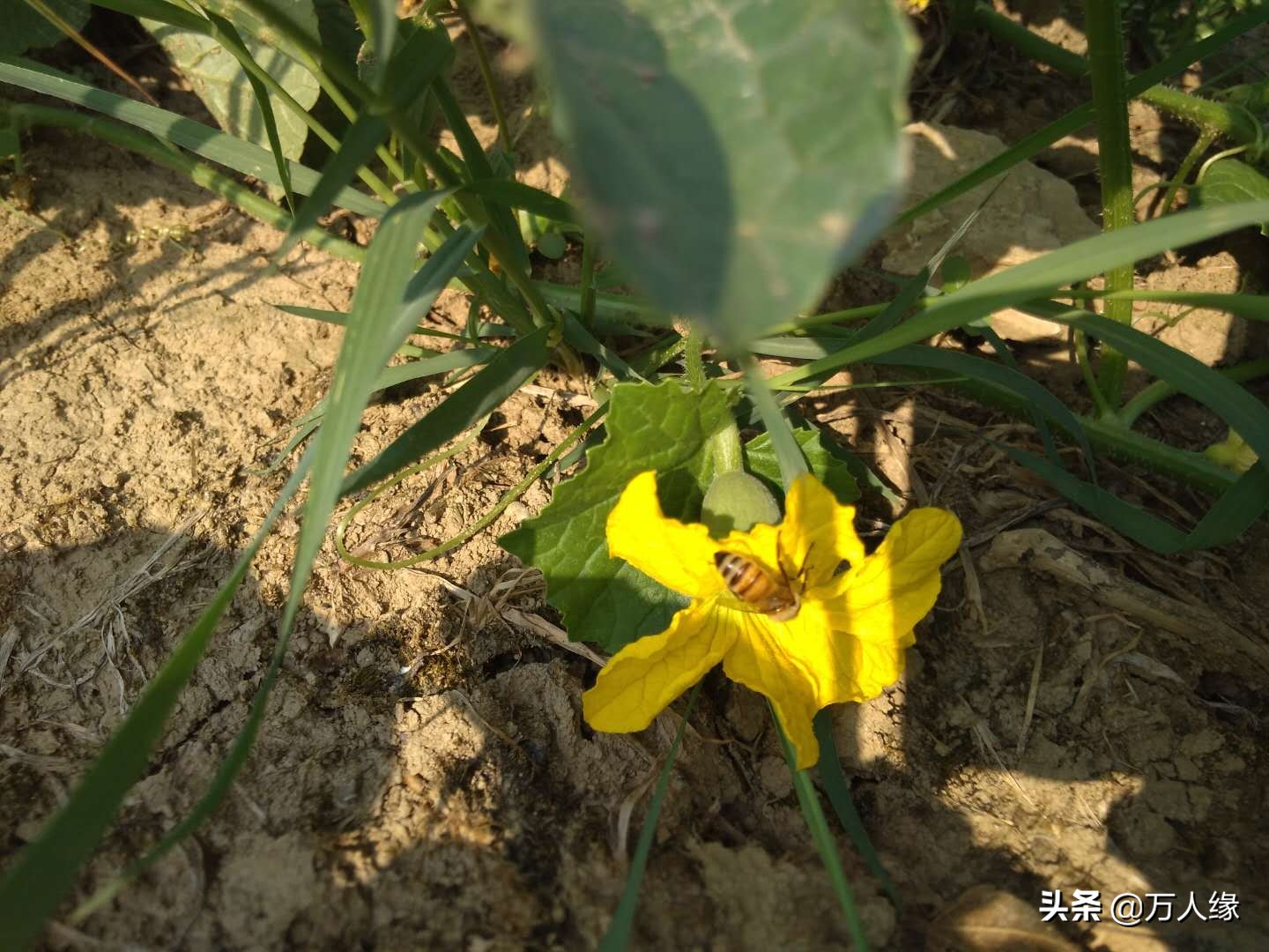 你知道蜜蜂一生要经历几个过程吗,蜜蜂的一生都在干些什么