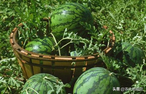 西瓜看纹路是什么原理,西瓜熟的纹路是什么样