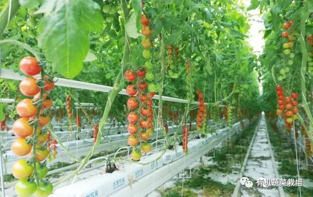 有机生态无土栽培原理与技术,无土栽培知识