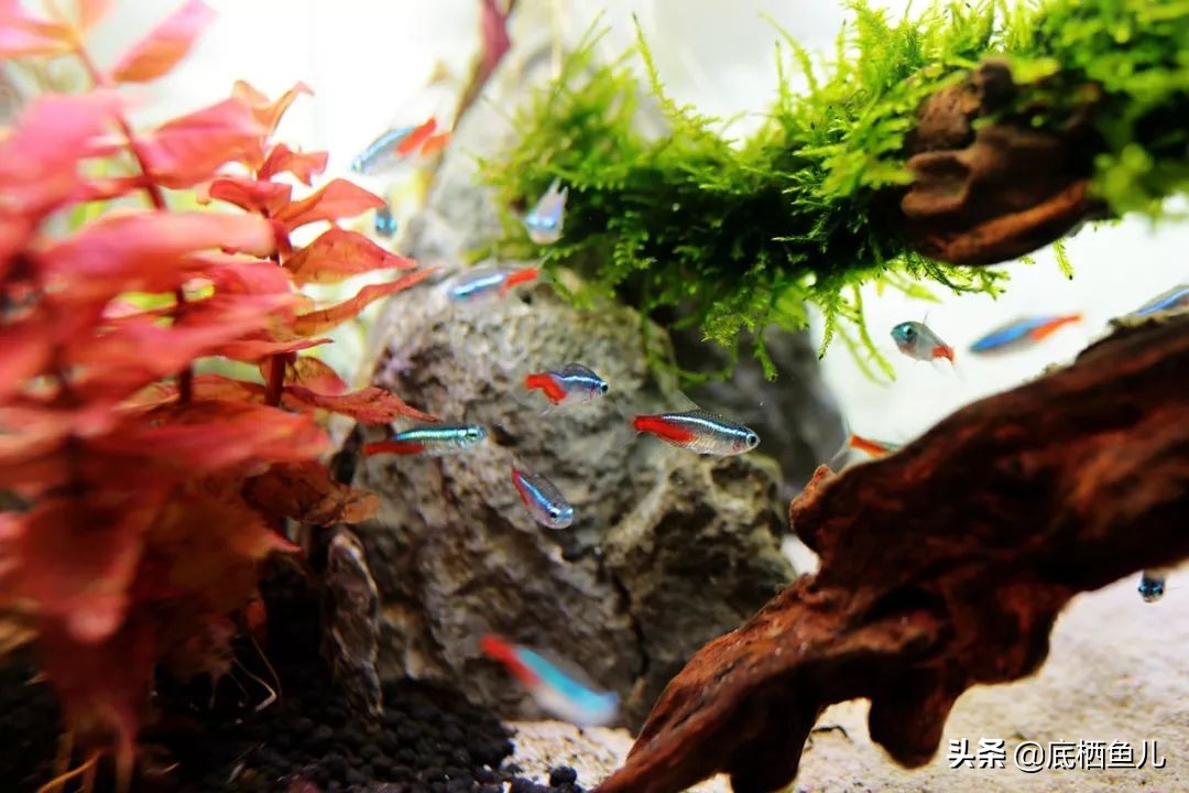 树脂假山种什么植物好,树脂做大型假山