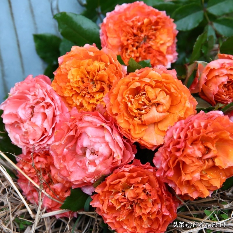 月季有盲枝是什么原因,春天月季全部都是盲芽是什么原因