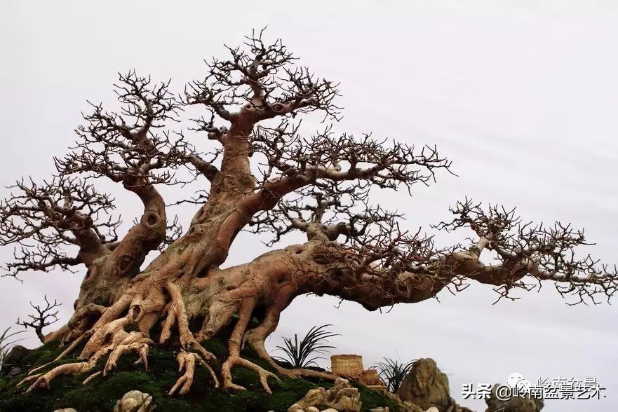 盆景结顶的形式,最好的盆景结顶方法