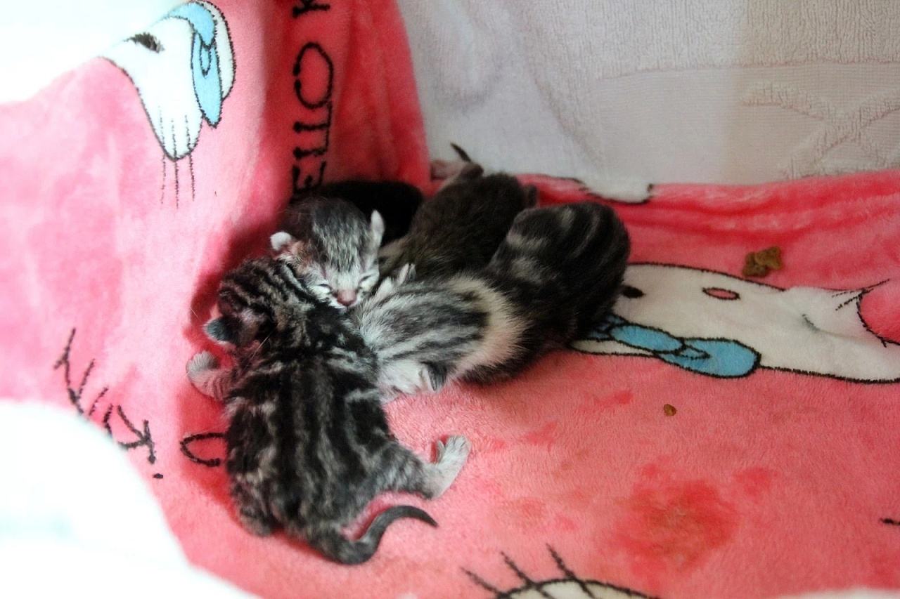 养犬指南怀孕狗狗的照顾方法,宠物狗怀孕后怎么护理它