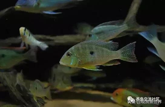 食土鲷一般多大尺寸,食土鲷哪个品种小一点