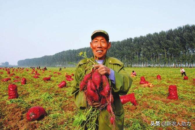 红薯象鼻虫怎么消灭最快,红薯象鼻虫最佳防治方法