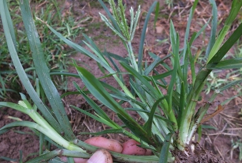 适合山东地区种植的珍稀树种,十种常见观赏草有哪些
