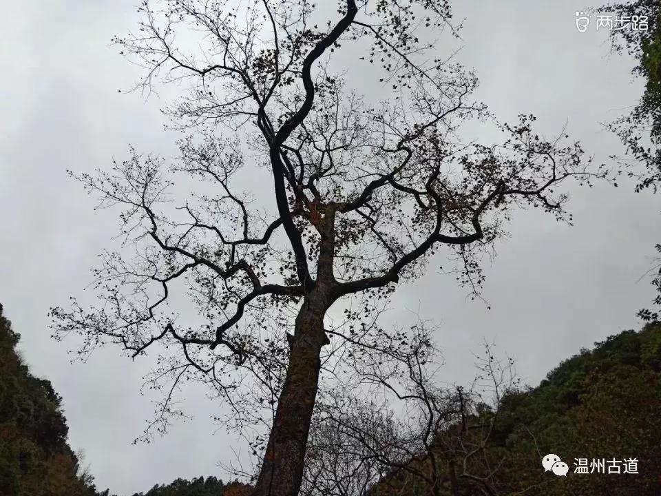 温州茶山红枫古道,浙江温州永嘉红枫古道