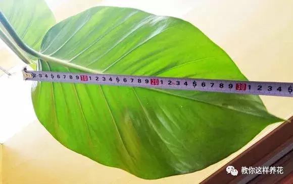 绿萝可以用枝条水养,怎么用水养绿萝绿萝才长得快