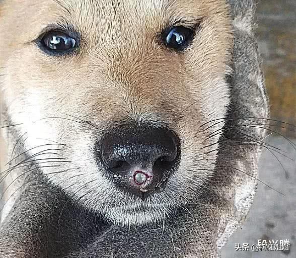 狗狗一直仰头不停哆嗦,狗狗一直呜咽口中有粘液站立困难