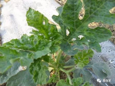 含聚天门冬氨酸水溶肥,精氨酸氨基酸肥料