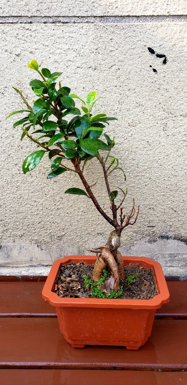 人参榕长什么虫子,人参榕叶尖有虫