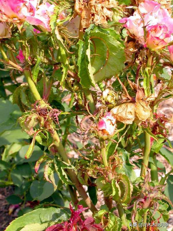 月季老是养不活怎么办,月季经常不晒太阳会怎么样