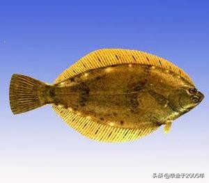 辽宁的水产品有哪些,辽宁常见的鱼